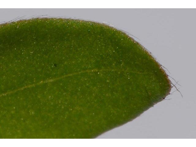 Polygonum sagittatum (Arrowleaf tearthumb) #71589