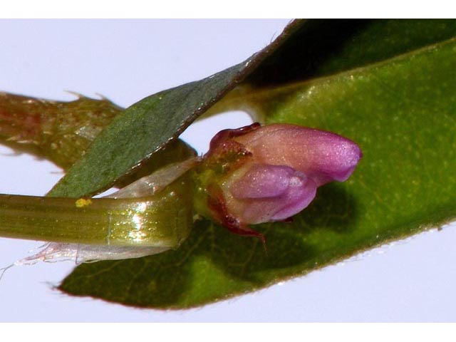 Polygonum sagittatum (Arrowleaf tearthumb) #71590