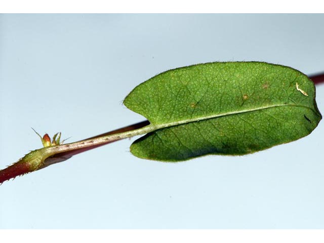 Polygonum sagittatum (Arrowleaf tearthumb) #71591