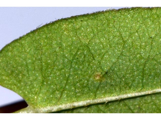 Polygonum sagittatum (Arrowleaf tearthumb) #71592