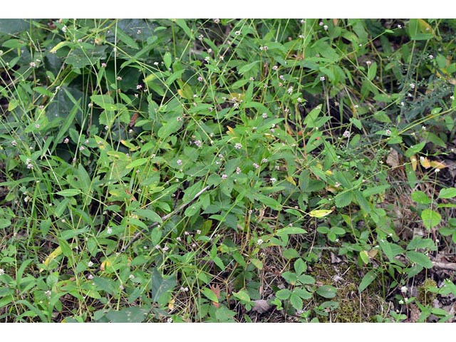 Polygonum sagittatum (Arrowleaf tearthumb) #71595