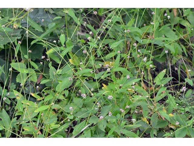 Polygonum sagittatum (Arrowleaf tearthumb) #71596