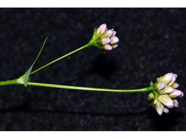 Polygonum sagittatum (Arrowleaf tearthumb) #71597