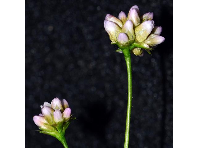 Polygonum sagittatum (Arrowleaf tearthumb) #71598