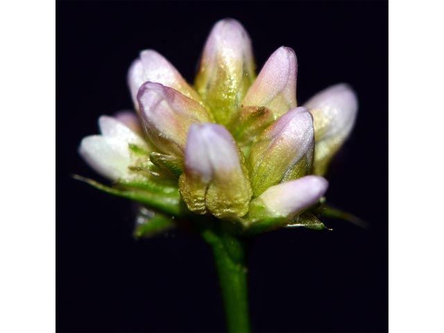 Polygonum sagittatum (Arrowleaf tearthumb) #71600