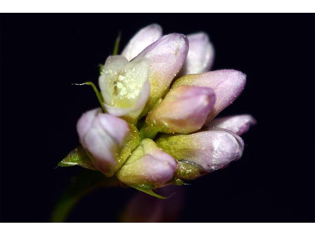 Polygonum sagittatum (Arrowleaf tearthumb) #71601