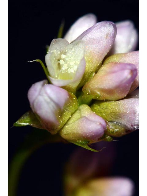 Polygonum sagittatum (Arrowleaf tearthumb) #71602