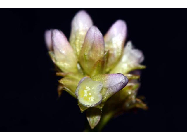 Polygonum sagittatum (Arrowleaf tearthumb) #71603