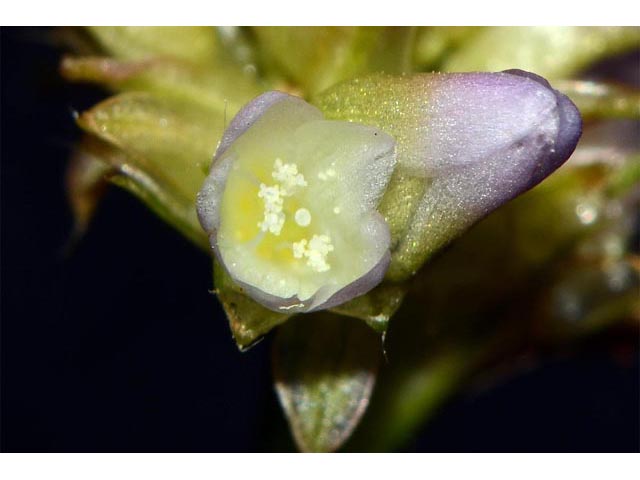 Polygonum sagittatum (Arrowleaf tearthumb) #71604