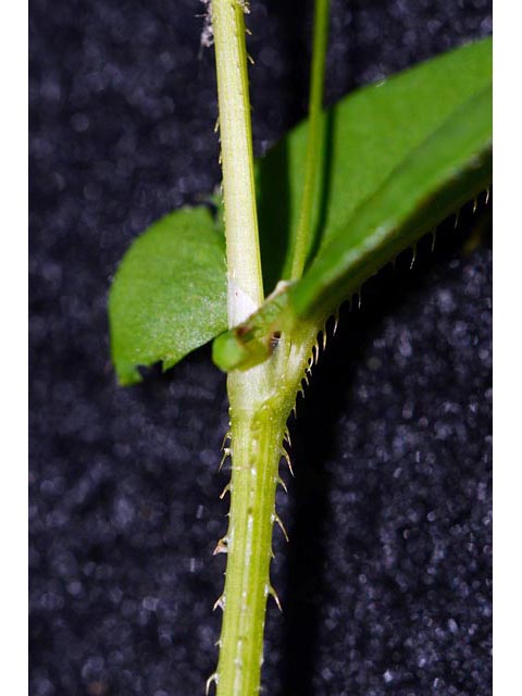 Polygonum sagittatum (Arrowleaf tearthumb) #71607