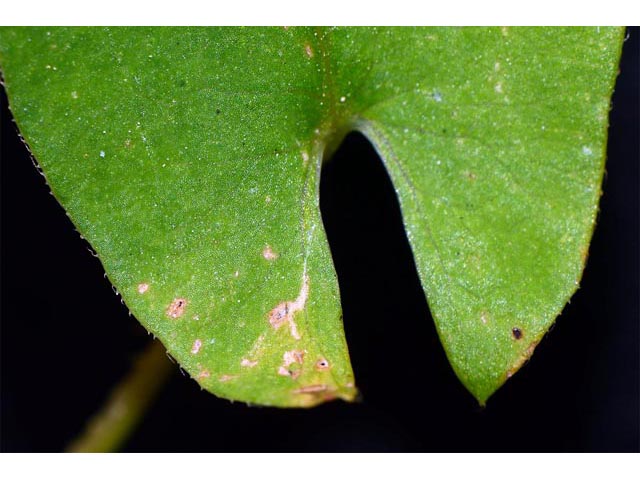 Polygonum sagittatum (Arrowleaf tearthumb) #71609