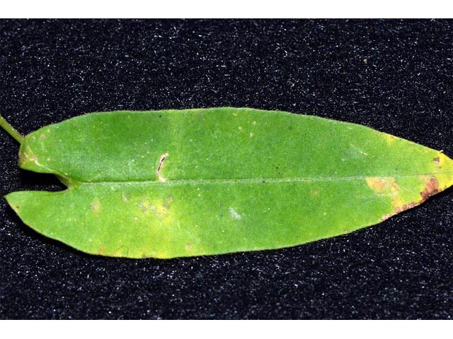 Polygonum sagittatum (Arrowleaf tearthumb) #71611