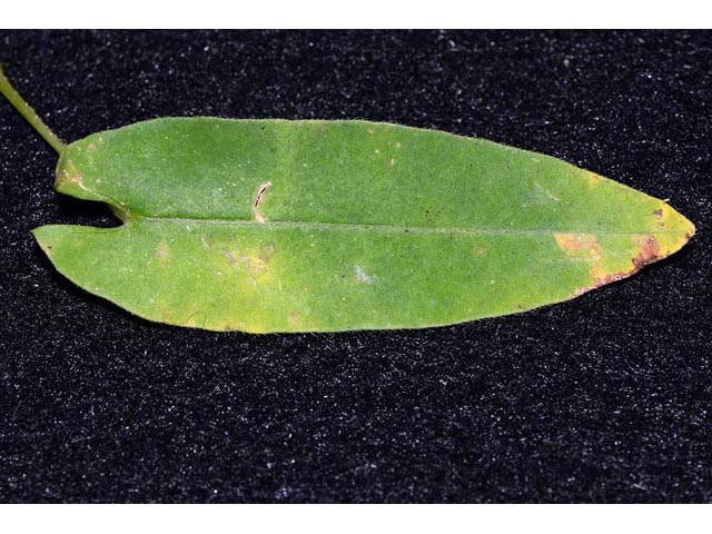 Polygonum sagittatum (Arrowleaf tearthumb) #71612