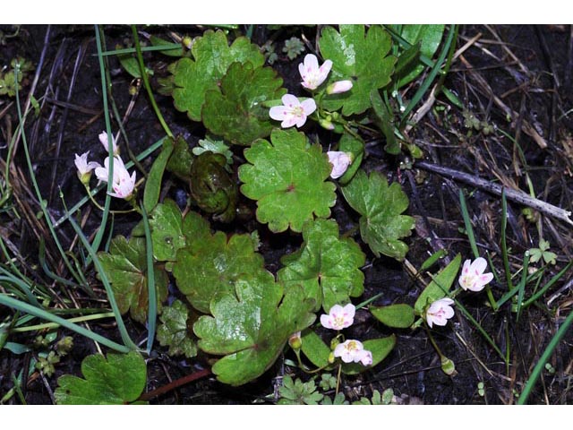 Claytonia lanceolata (Western spring beauty) #71726