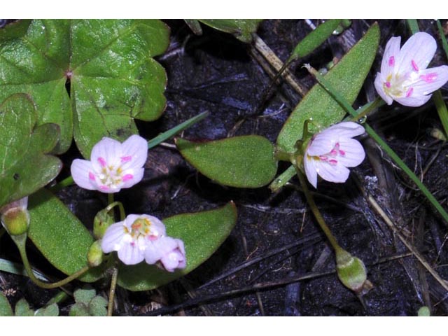 Claytonia lanceolata (Western spring beauty) #71727