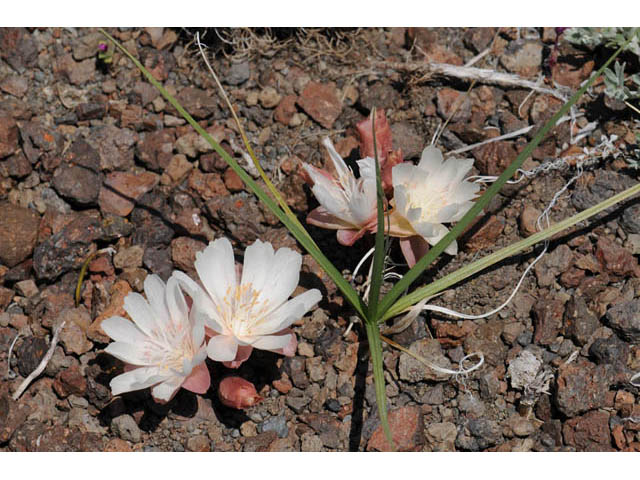 Lewisia rediviva (Bitter root) #71783