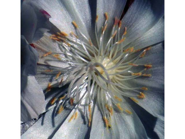 Lewisia rediviva (Bitter root) #71826