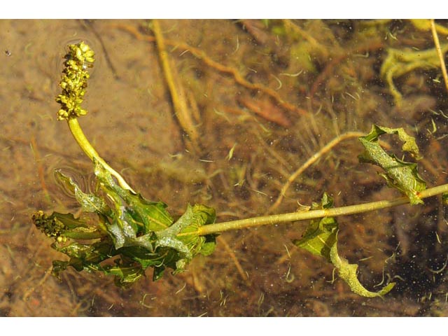 Potamogeton richardsonii (Richardson's pondweed) #71836