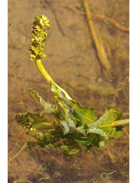 Potamogeton richardsonii (Richardson's pondweed) #71837