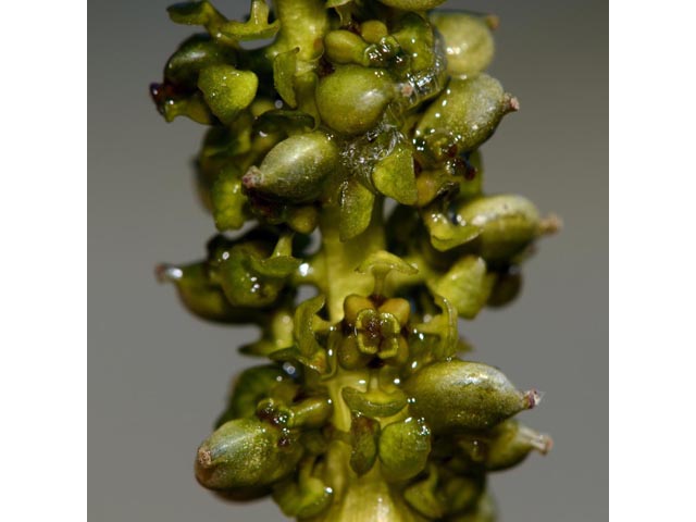 Potamogeton richardsonii (Richardson's pondweed) #71843