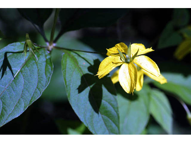 Lysimachia ciliata (Fringed loosestrife) #71851