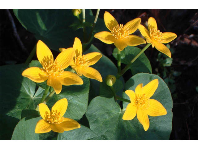 Caltha palustris (Yellow marsh marigold) #71862