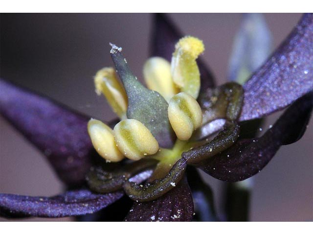 Caulophyllum thalictroides (Blue cohosh) #71880