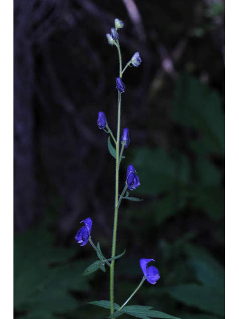 Aconitum columbianum ssp. columbianum (Columbian monkshood) #71884