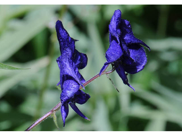 Aconitum columbianum ssp. columbianum (Columbian monkshood) #71885