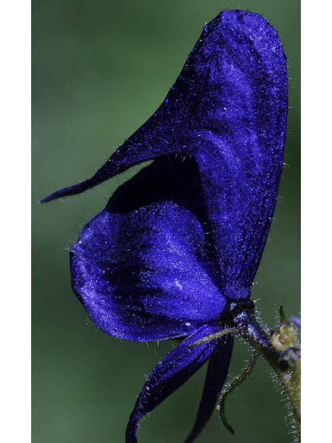 Aconitum columbianum ssp. columbianum (Columbian monkshood) #71887