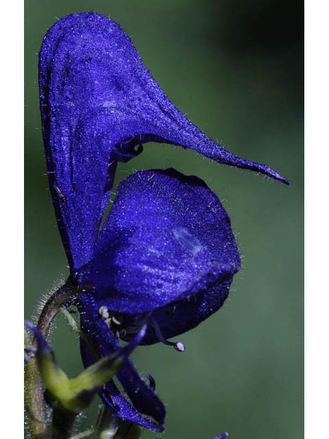 Aconitum columbianum ssp. columbianum (Columbian monkshood) #71888