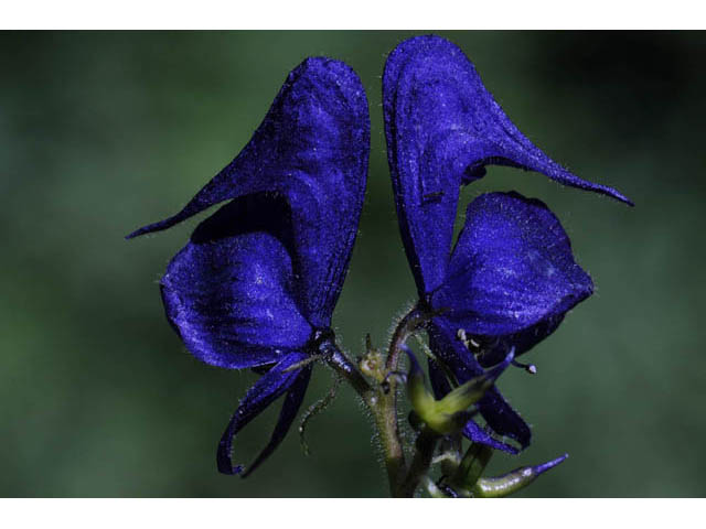 Aconitum columbianum ssp. columbianum (Columbian monkshood) #71889