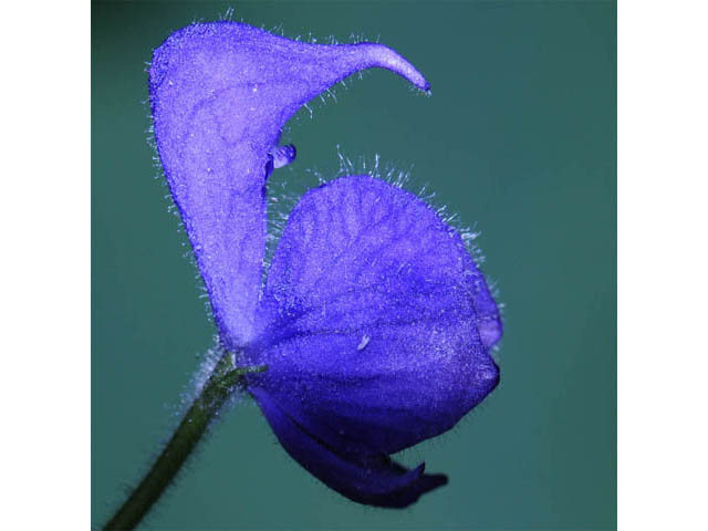 Aconitum columbianum ssp. columbianum (Columbian monkshood) #71890