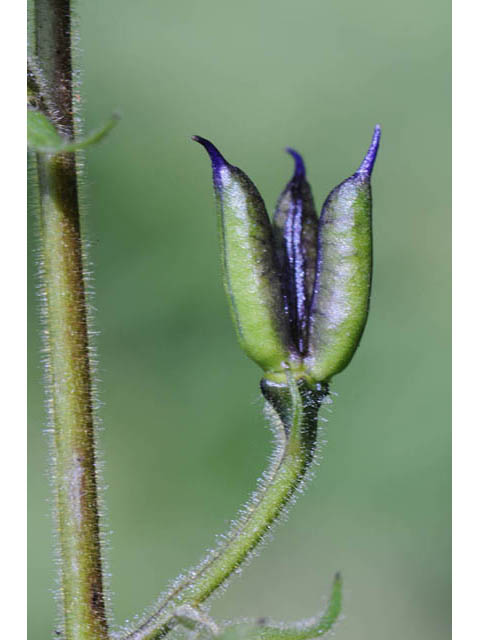 Aconitum columbianum ssp. columbianum (Columbian monkshood) #71894