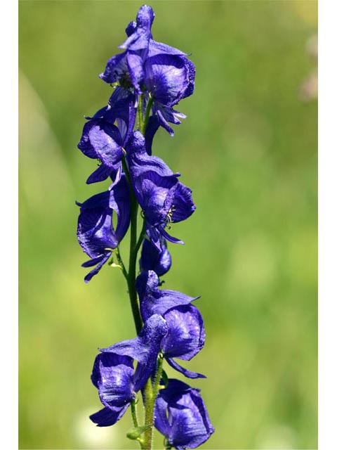 Aconitum columbianum ssp. columbianum (Columbian monkshood) #71895