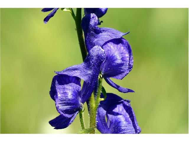 Aconitum columbianum ssp. columbianum (Columbian monkshood) #71896