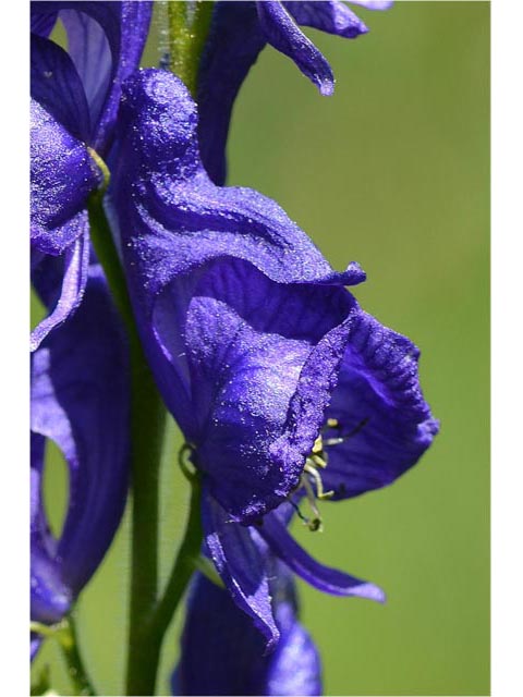 Aconitum columbianum ssp. columbianum (Columbian monkshood) #71897