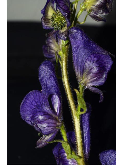 Aconitum columbianum ssp. columbianum (Columbian monkshood) #71898