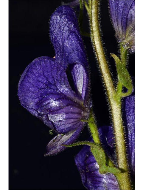 Aconitum columbianum ssp. columbianum (Columbian monkshood) #71899