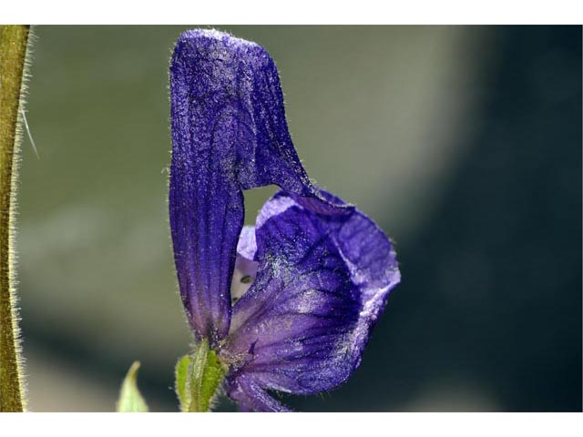 Aconitum columbianum ssp. columbianum (Columbian monkshood) #71900