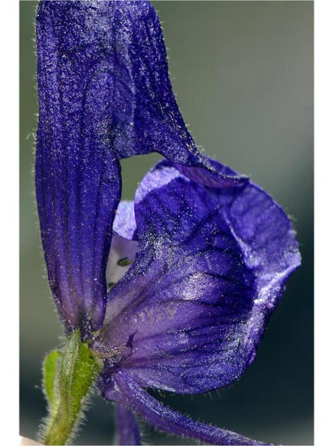 Aconitum columbianum ssp. columbianum (Columbian monkshood) #71902