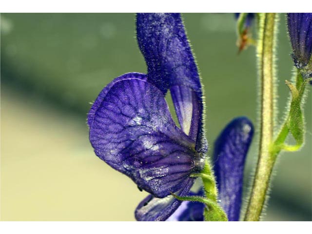 Aconitum columbianum ssp. columbianum (Columbian monkshood) #71903