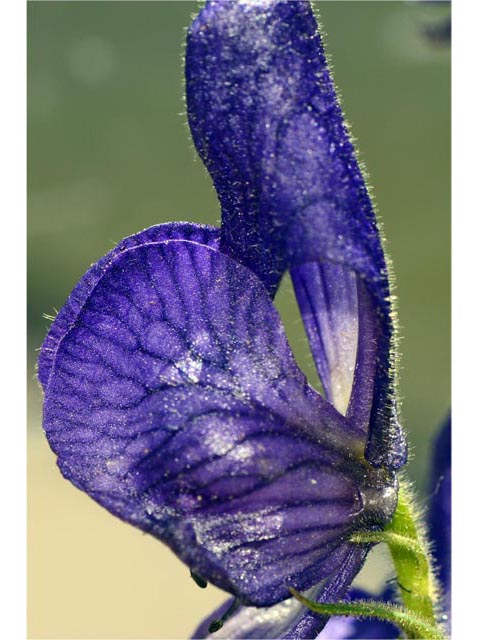 Aconitum columbianum ssp. columbianum (Columbian monkshood) #71904