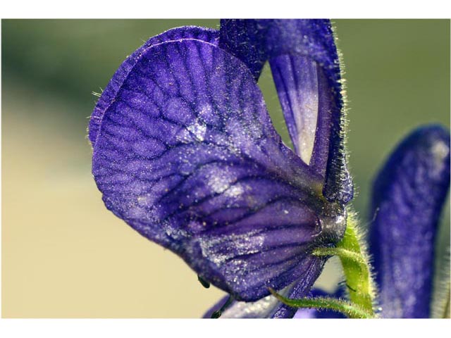 Aconitum columbianum ssp. columbianum (Columbian monkshood) #71905