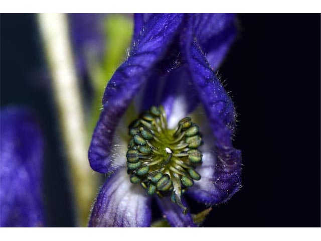 Aconitum columbianum ssp. columbianum (Columbian monkshood) #71906