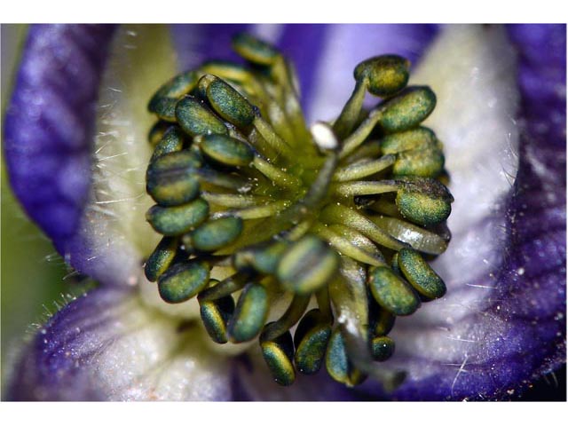 Aconitum columbianum ssp. columbianum (Columbian monkshood) #71907