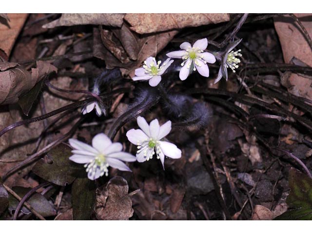 Hepatica nobilis var. acuta (Sharplobe hepatica) #71962