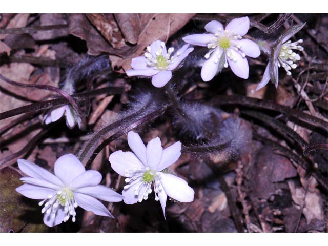 Hepatica nobilis var. acuta (Sharplobe hepatica) #71963