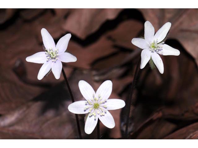 Hepatica nobilis var. acuta (Sharplobe hepatica) #71964