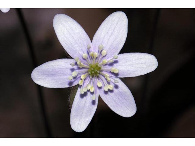 Hepatica nobilis var. acuta (Sharplobe hepatica) #71965